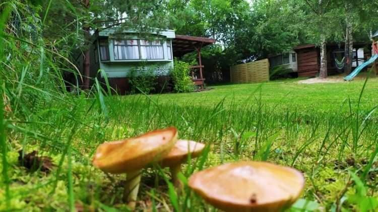 Holenderskie Na Mazurach Campsite Dzwierzuty